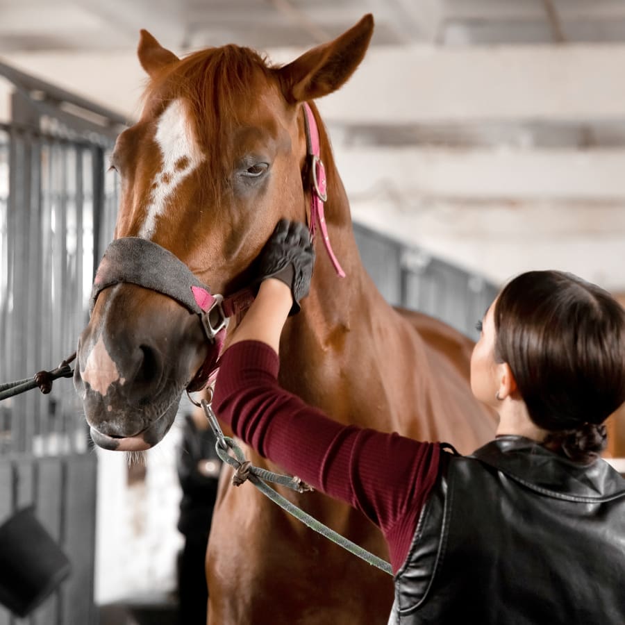 Equine Rehabilitative Therapy | San Angelo Vets