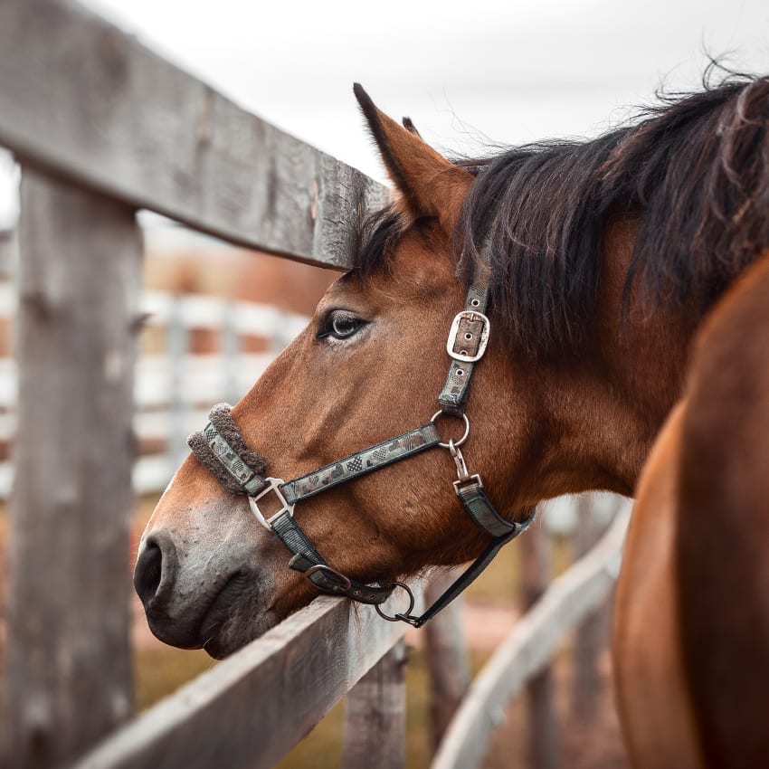 Equine Surgery | San Angelo Vets